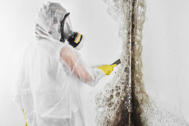 Mold Testing and Removal in Meridian, MS