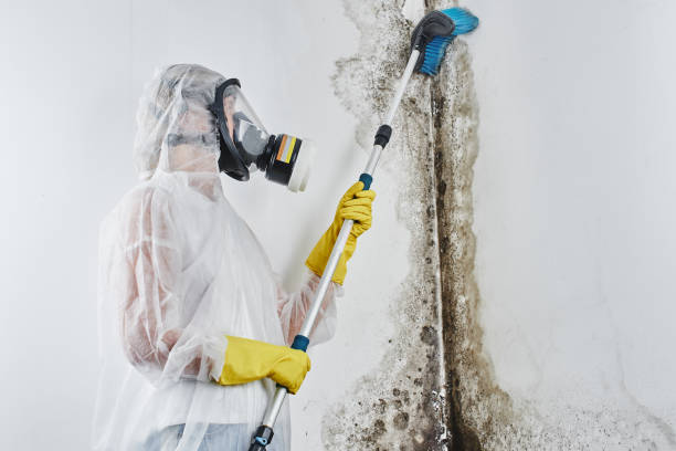 Reliable Meridian, MS Mold Removal Solutions