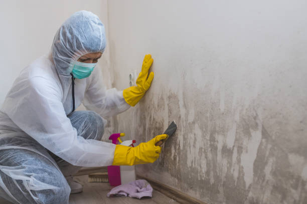 Best Affordable Mold Removal  in Meridian, MS