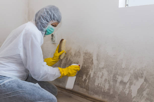 Best Office Mold Removal Services  in Meridian, MS