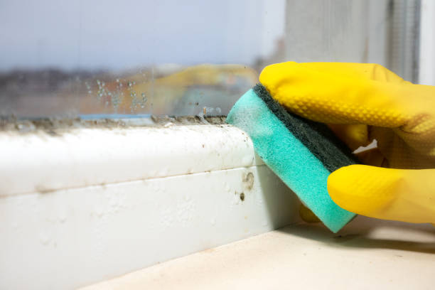 Best Residential Mold Removal  in Meridian, MS