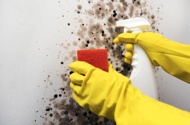 Best Emergency Mold Removal  in Meridian, MS