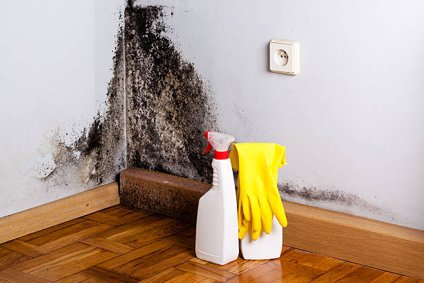 Best Home Mold Removal  in Meridian, MS