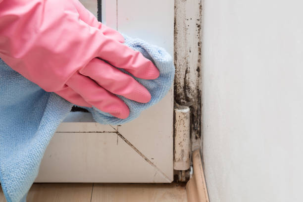 Best Mold Remediation  in Meridian, MS
